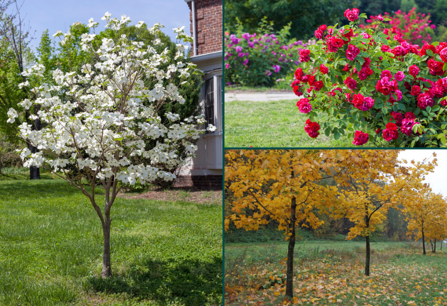 Collage of flowering and fall landscape plants including dogwood, roses, and trees